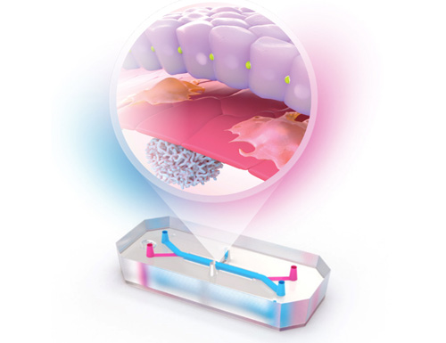 Emulate Enters the Final Stage of the FDA ISTAND Program with Submission of a Qualification Package Covering Both Zo&euml;&reg; and AVA&trade; Organ-Chip Platforms for the Human Liver-Chip.