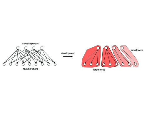 The nervous system